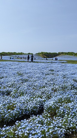 ネモフィラ２枚目