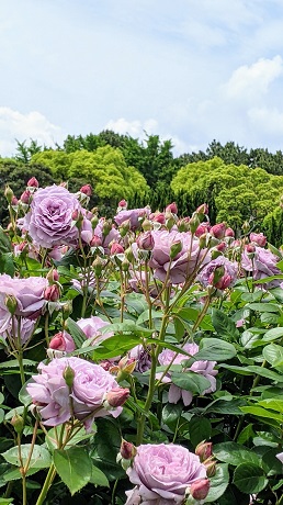 海の中道海浜公園のバラ1