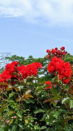 海の中道海浜公園のバラ3