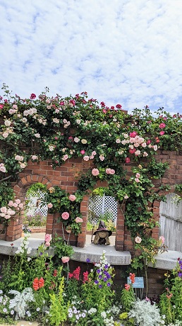 海の中道海浜公園のバラ2
