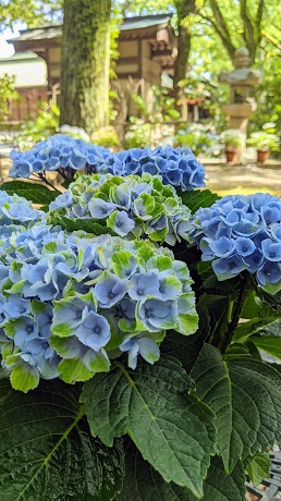 筥崎宮あじさい苑１