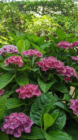 筥崎宮あじさい苑２