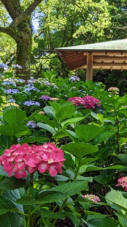 筥崎宮あじさい苑３
