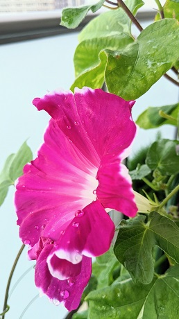 宇宙アサガオ赤