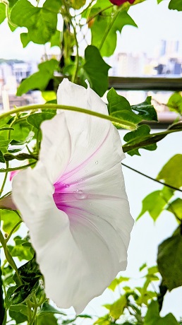 宇宙アサガオ白