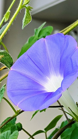 宇宙アサガオ青１枚目