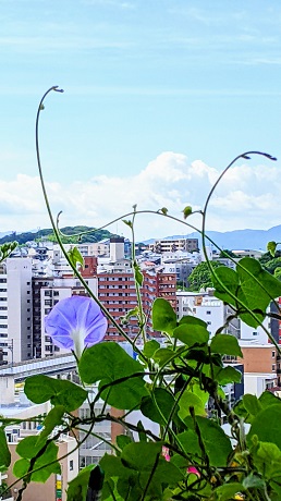 宇宙アサガオ青２枚目