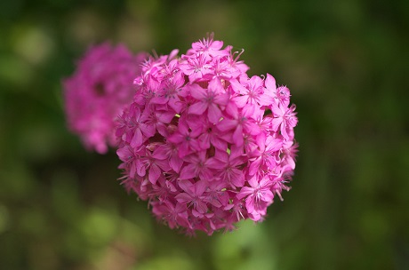 アジサイの写真