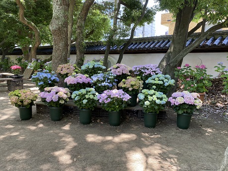 アジサイの写真