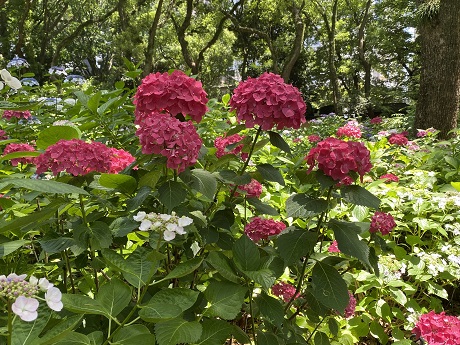 アジサイの写真２