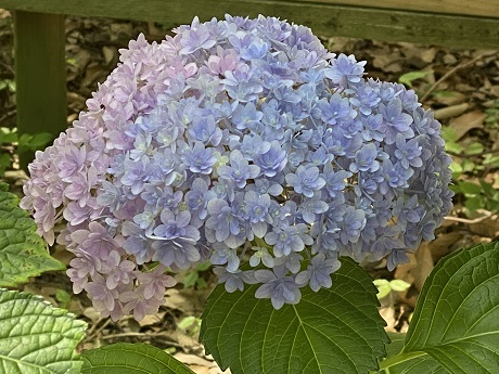 アジサイの写真３