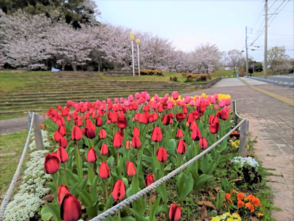 青葉公園の桜とチューリップ