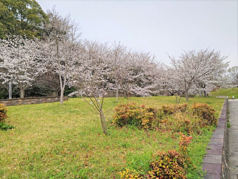 青葉公園の桜