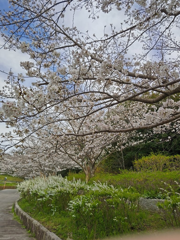 青葉公園の桜3