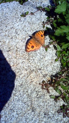 タテハモドキの様子