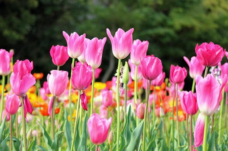 チューリップ