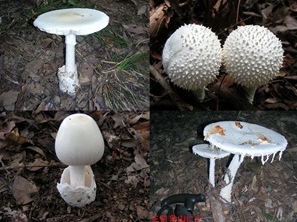 毒きのこの写真