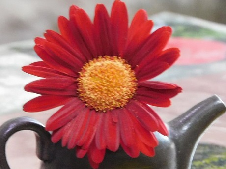 ガーベラ　赤