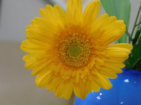 ガーベラ　黄色