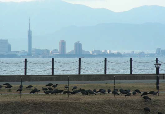 博多湾とオオバンの様子
