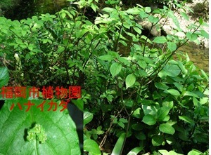 花イカダの写真1