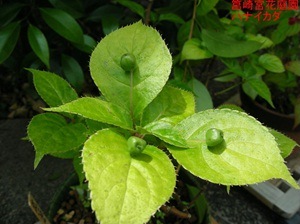 花イカダの写真２