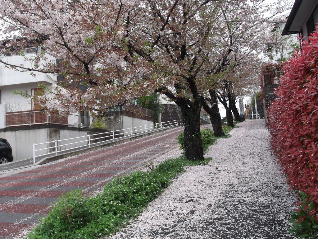 花が降り積もった通学路の様子１
