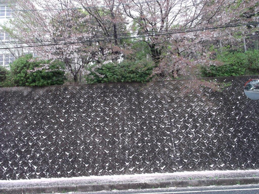 花が降り積もった通学路の様子３