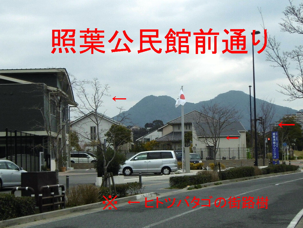 海照らし（ヒトツバタゴ）の写真１