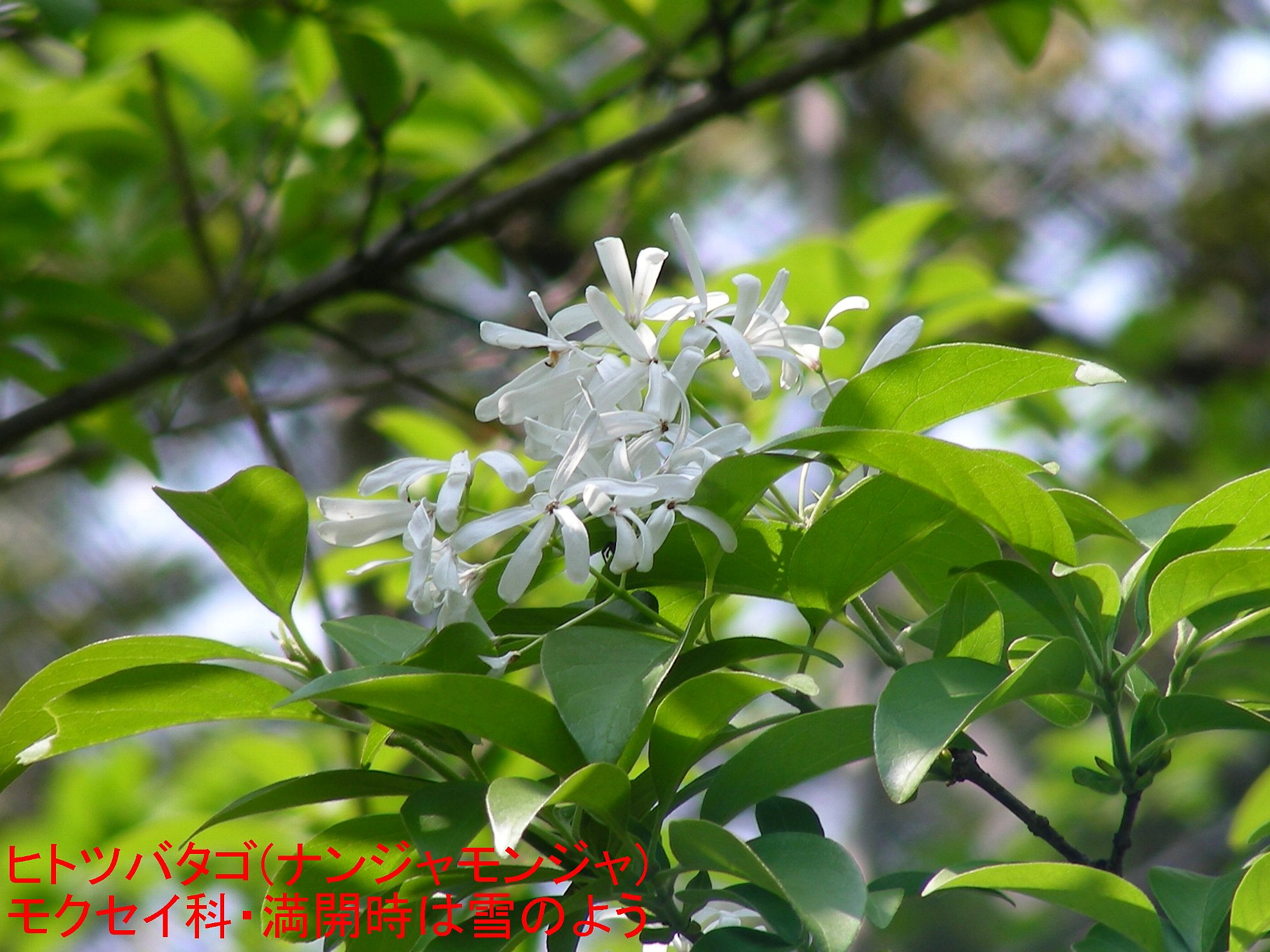 海照らし（ヒトツバタゴ）の写真２