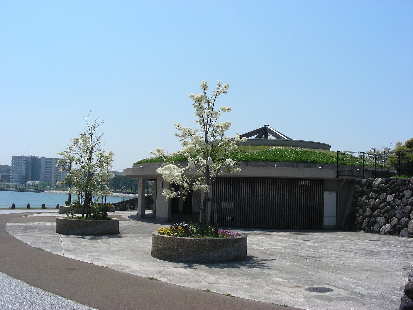 海照らし（ヒトツバタゴ）の写真４