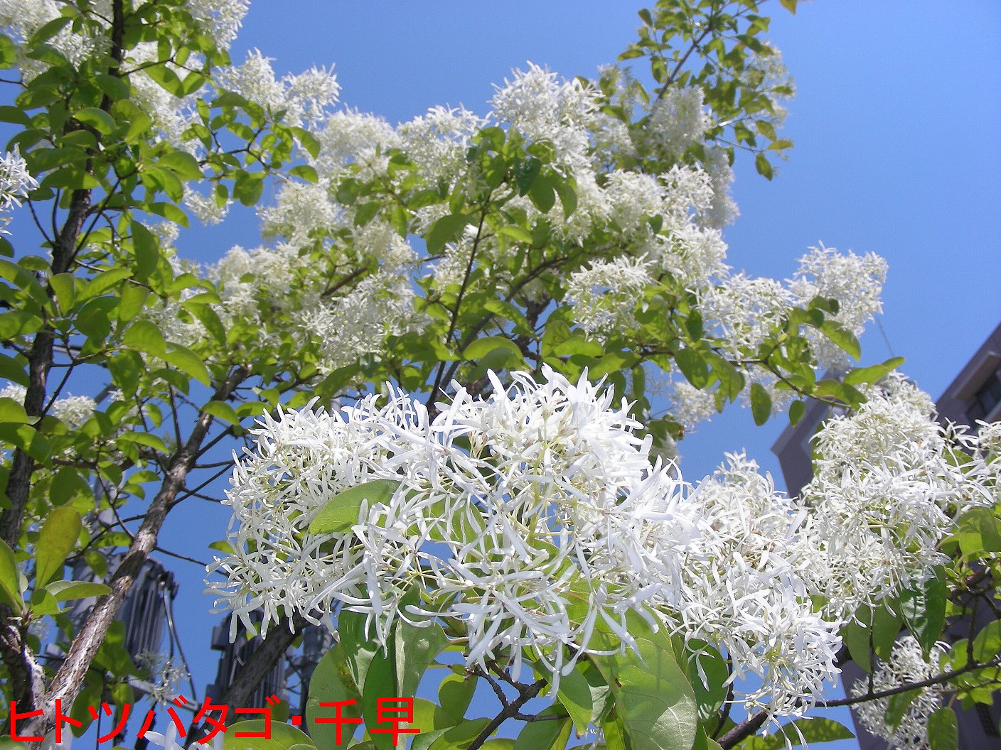 海照らし（ヒトツバタゴ）の写真５