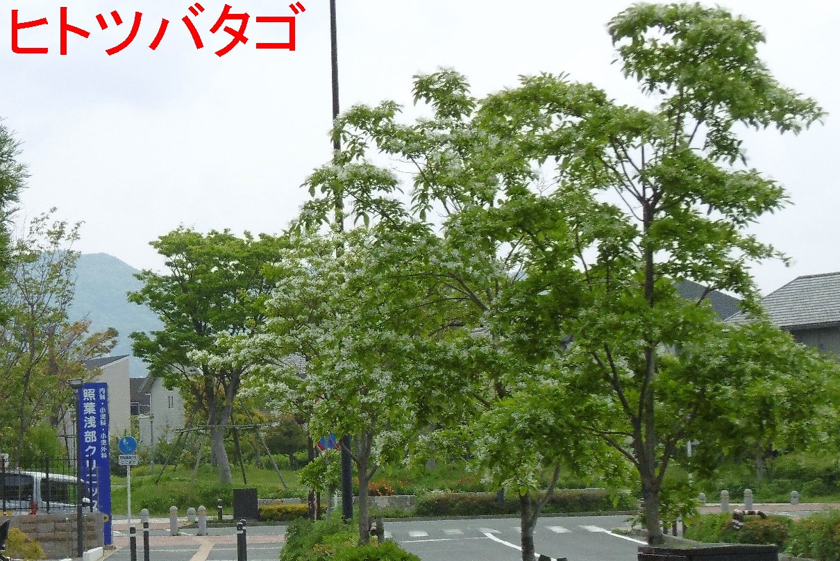 海照らし（ヒトツバタゴ）の写真１