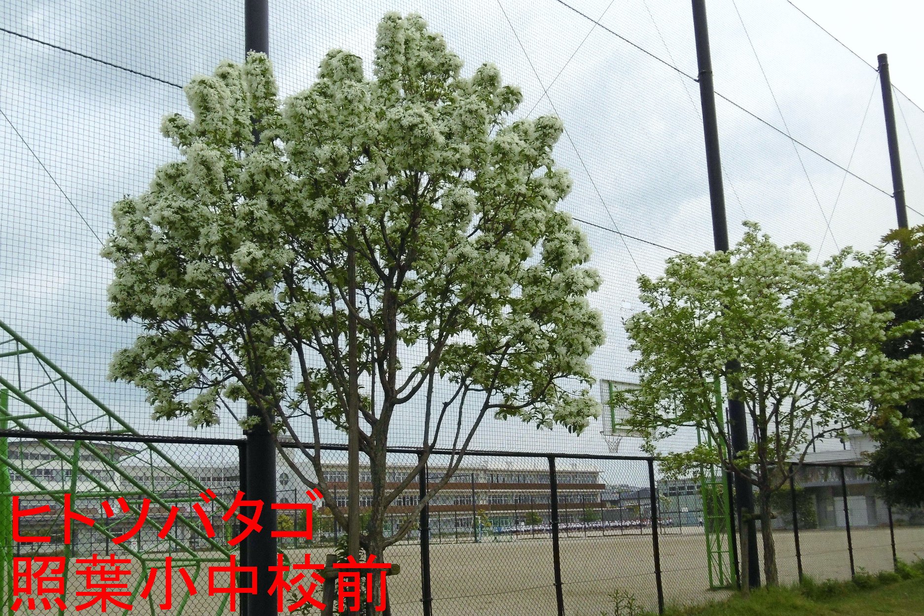 海照らし（ヒトツバタゴ）の写真２