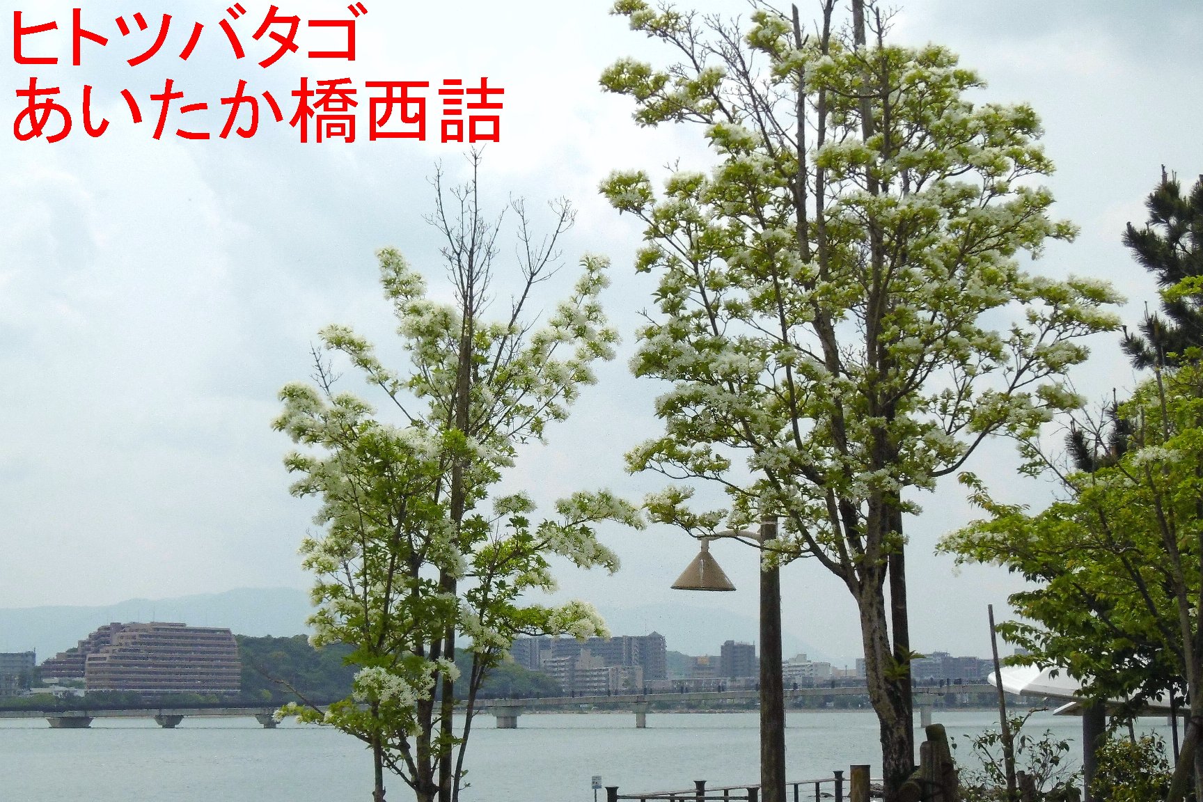 海照らし（ヒトツバタゴ）の写真３