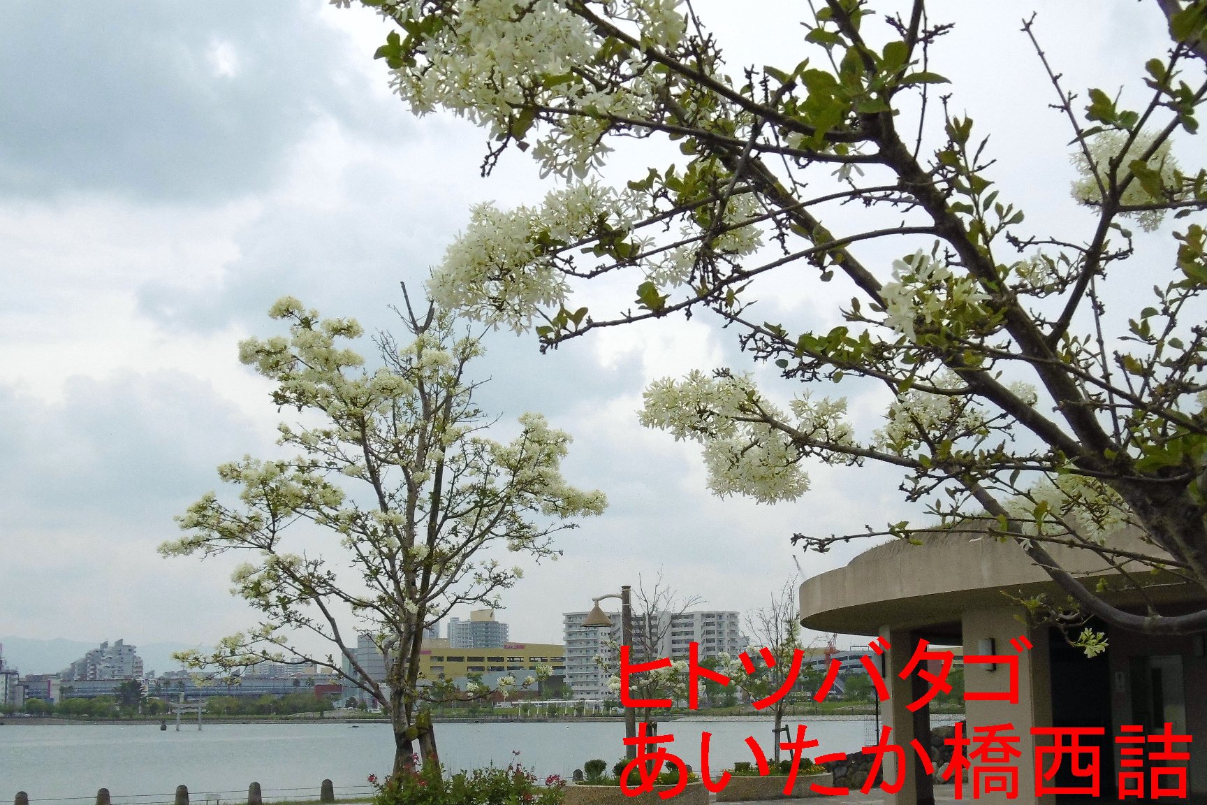 海照らし（ヒトツバタゴ）の写真４