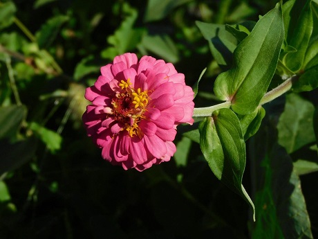 ヒャクニチソウ