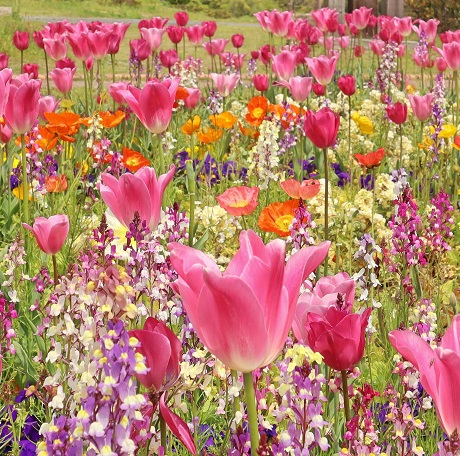 アイランドシティ中央公園チューリップ