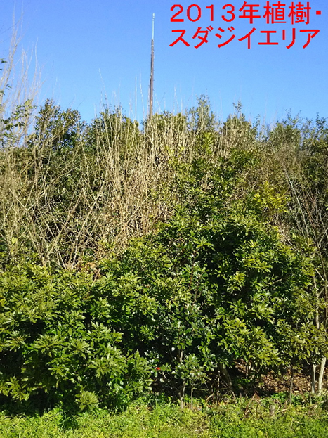 2013年植樹・スダジイエリア