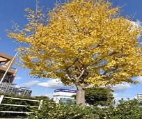 イチョウの写真