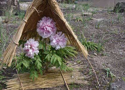 冬ボタンの写真３