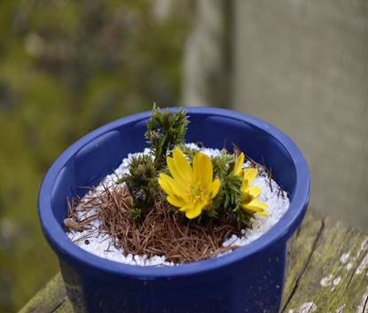 フクジュソウの写真