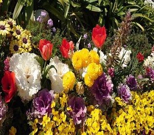 チューリップなどの写真１