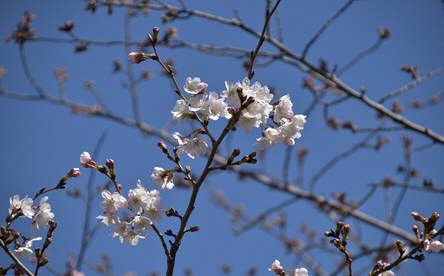 サクラの写真１