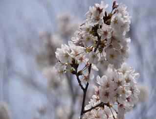 サクラの写真５