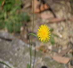 たんぽぽ1