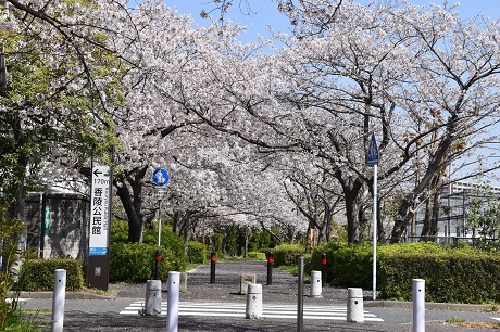 香椎のサクラの画像１