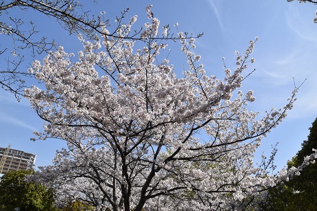 箱崎公園のサクラの画像１