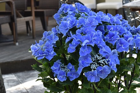 アジサイの写真３