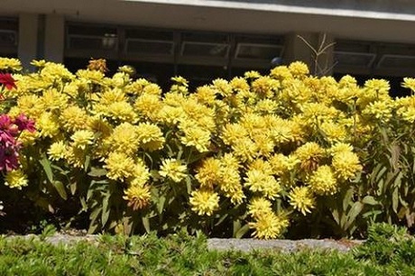 ジニアの写真２